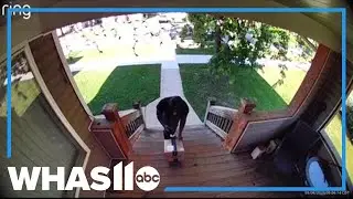 Suburban Chicago man confronts porch pirate with gun