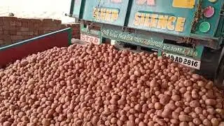 Potato Grader - Belt Model