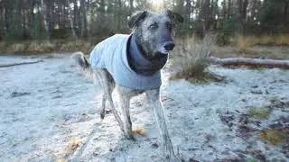 Cloud7 Dog Coat GREYHOUND Flannel Grey