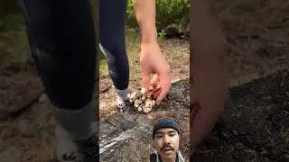 survival #survival #bushcraft #adventureshorts #viralclip #survivalskills #outdoorlife #junglelife