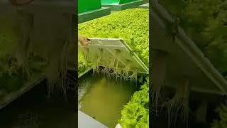 Most Satisfying Modern Farming Ever! #shorts