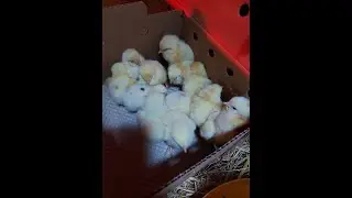 &Eacute;levage de poussins &agrave; la maison. Comment faire?