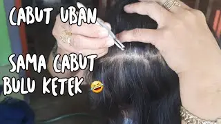 CABUT UBAN SAMA CABUT BULU KETEK || OBROLAN 🤣🤣🤣