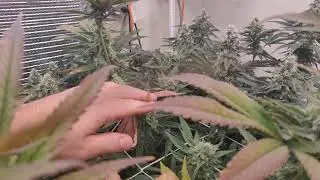 8 light RDWC new cycle Sunset sherbet Root Aphid battle episode 6