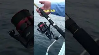 Sailfish снимает леску с катушки Penn Fierce IV Live Liner