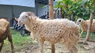 300 rb✅️KAMBING SEHARGA AYAM|waktu yang pas untuk isi kandangl|pasar kambing merakurak