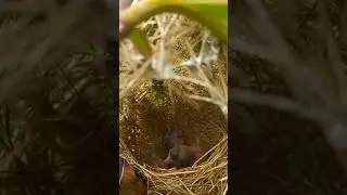 anakan cible baru menetas#birds #animals #burung #nature #ciblek #ciblekkristal #alamindonesia