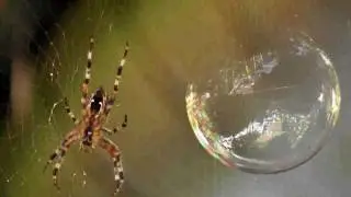 Spider Bubbles