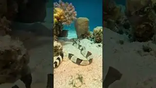 I wouldn&rsquo;t dare to be near this black banded #sea kraits #snakes #venomous #dangerous #underwater