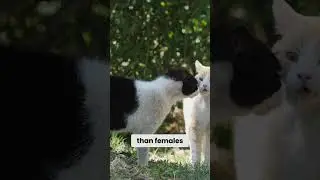 Male vs. Female Feral Cats
