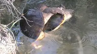 2 mating snapping turtles in a spring in The Villages, Florida