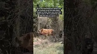 #homesteadvlog #homesteading #babypig #homesteadjourney