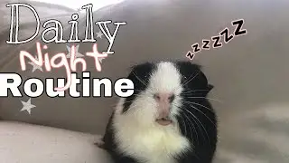 Guinea Pig Daily Night Routine!