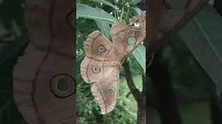 Mysterious Eyespot Moth in Nature 🌿@NaturalBLOG5 #nature #ytshorts #shortsfeed #naturelovers