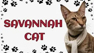 🐾 Savannah Cat: The Exotic Beauty of the Wild