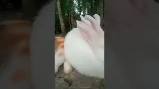 Highlight 0:00 - 2:15 from Mk@sk is live! #rabbit #cat #animals #livevideocallapps