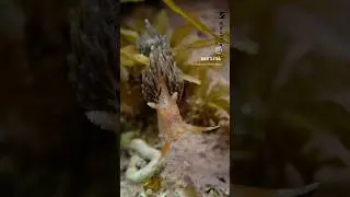 STRANGE NUDIBRANCH hunting hydroids! #nature #animal #wildlife #ocean #nudibranch #sea #sealife