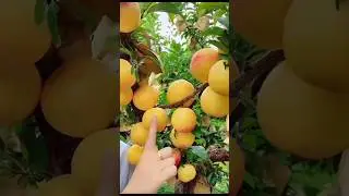 for furit lover | fruits video #viralvideo #shorts #fruitvideo