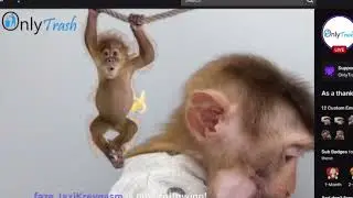 Literally Monkey Mondays