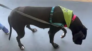 Meet Charlize a Great Dane currently available for adoption! 2/9/2025 11:30:01 AM