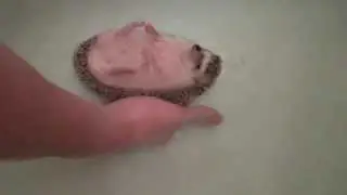 HEDGEHOG FLOATING ON BACK