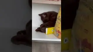 Наша хвостатая ирония из шоколада #cat #kitten