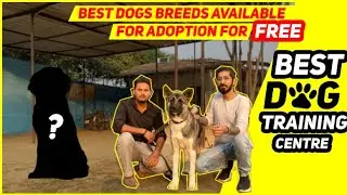 A Day With Highly Trained Dogs | Pawshaala - Adopt a Dog for Free