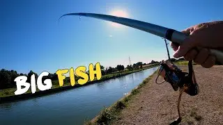 Pesca Bolognese | Un pesce ENORME al guinzaglio 🐟 ATTREZZATURA AL LIMITE