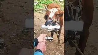 Why Farmers Pull Iron Nails from Cows&rsquo; Stomachs