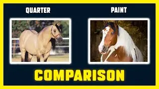 Quarter Horse  And  Paint Horse .