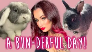 A day in the life of a rabbit rescue volunteer | Spoiler alert: lots of cute bunnies!