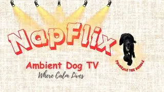 🐾 | Relax, Unwind, and Smile Dog TV Ambient for relaxation focus real dogs anti-anxiety