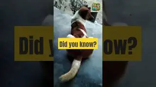 Did You Know Why Your Dog Turns His Back on You? 🐶 The Reason Might Surprise You!  #facts #dogshorts
