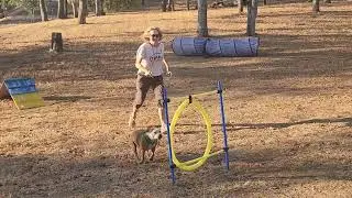 Agility practice with my amazing Daisy! 