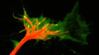 Growth Cone movie