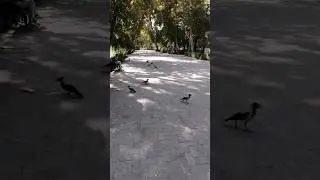 Iran Tehran Park-e Shahr | A Calm Escape in the Heart of the City🌲🌳 (part 1)