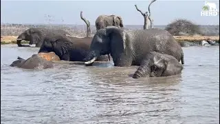 Elephant Bull, Fishan is at the Centre of Family Swim Time