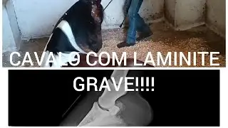 cavalo com laminite e rotação de falange,horse with laminitis and phalanx rotation