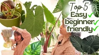My Top 5 Easy Alocasia For beginners + Care Tips 🌿