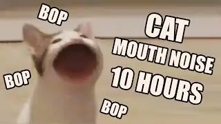 Cat Mouth Noise 10 Hours
