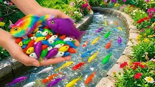 Catching Goldfish, Suckerfish, Angelfish etc.