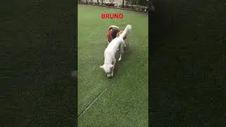 #bruno #spitz #spitzlovers #trending #furry #haimeradil #@brunaww #beagle #poodle #playtime