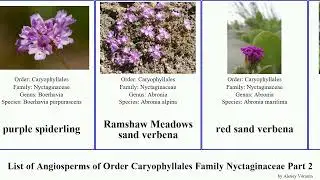 List of Angiosperms of Order Caryophyllales Family Nyctaginaceae Part 2 verbena sand o'clock four