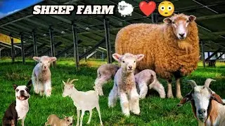BEAUTIFUL SHEEP FARMING | 🐑😱😍 SHEEP FARM VIRAL CLIPS✨😍❤️