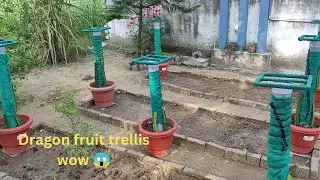 How to make an awesome dragon fruit trellis