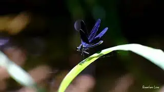Dragonfly Solar Return Meditation