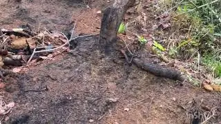 Compramos um patinho e fomos colocar mangas para as galinhas com o Ben de vovó .