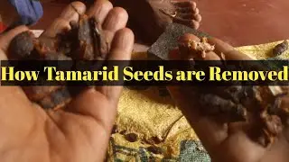 How Tamarind Seeds are Removed from Tamarind😇🔥