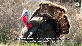 (русские субтитры) Pardoned Presidential Turkeys Still Die!