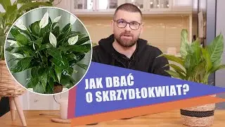 Jak dbać o skrzydłokwiat? Wypr&oacute;buj ten domowy naw&oacute;z